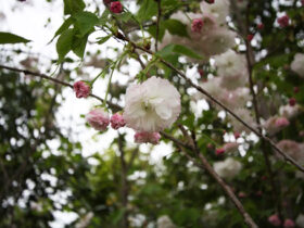 ４月の植木の様子