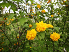 ４月の植木の様子