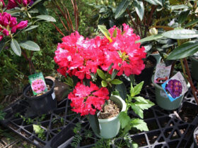 ４月の植木の様子