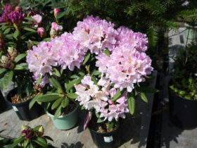 ４月の植木の様子