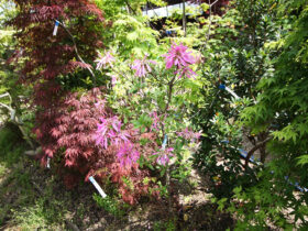 ４月の植木の様子