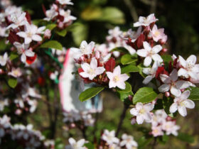 ４月の植木の様子