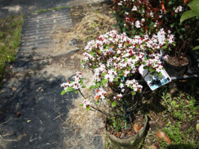 ４月の植木の様子