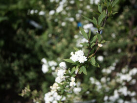 ４月の植木の様子