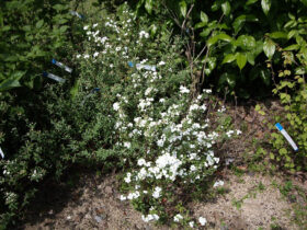 ４月の植木の様子
