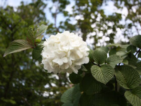 ４月の植木の様子