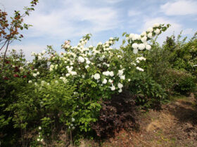 ４月の植木の様子