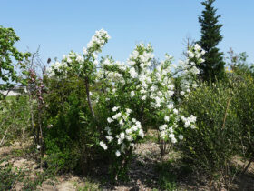 ４月の植木の様子