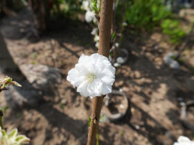 ４月の植木の様子