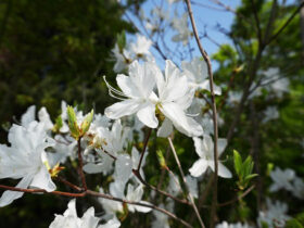 ４月の植木の様子