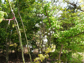 ４月の植木の様子