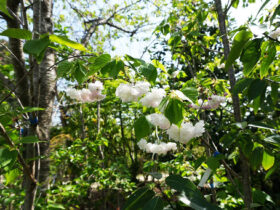 ４月の植木の様子