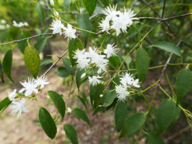 ４月の植木の様子
