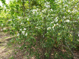 ４月の植木の様子
