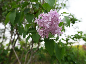 ４月の植木の様子