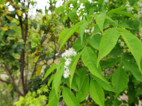 ４月の植木の様子