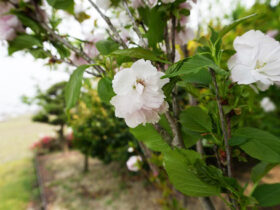 ４月の植木の様子