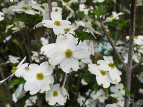 ４月の植木の様子