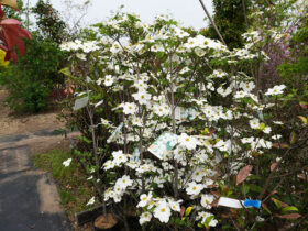 ４月の植木の様子