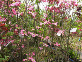 ４月の植木の様子