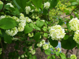 ４月の植木の様子