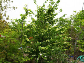 ４月の植木の様子