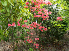４月の植木の様子