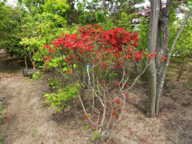 ４月の植木の様子