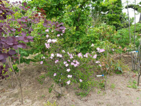 ５月の植木の様子
