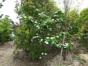 ５月の植木の様子