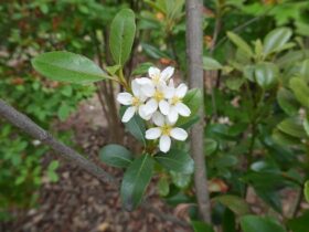５月の植木の様子