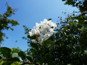 ８月の植木の様子
