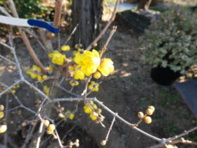 １月の植木の様子