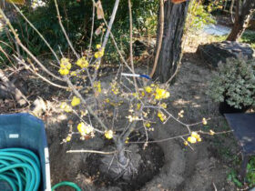 １月の植木の様子