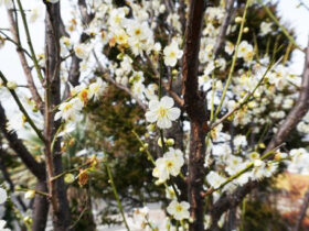 ２月の植木の様子