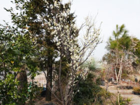 ２月の植木の様子