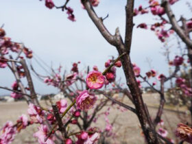 ２月の植木の様子