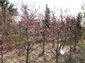 ２月の植木の様子