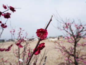 ２月の植木の様子