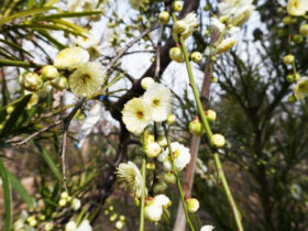 ２月の植木の様子