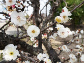 ２月の植木の様子