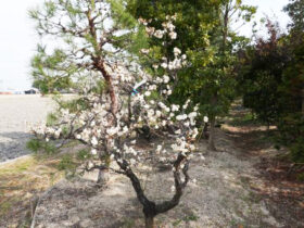 ２月の植木の様子