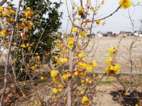 ２月の植木の様子