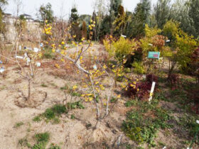 ２月の植木の様子