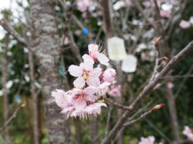 ３月の植木の様子