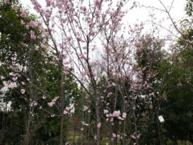 ３月の植木の様子