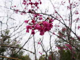 ３月の植木の様子