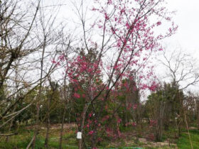 ３月の植木の様子