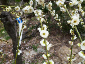 ３月の植木の様子