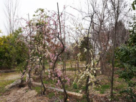 ３月の植木の様子